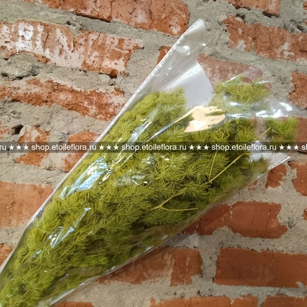 MIN/0113CA Минг ферн салатовый MIN/0113CA Минг ферн салатовый