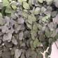 STU/0104A Эвкалипт Стюартиана зеленый
