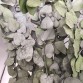 STU/0104A Эвкалипт Стюартиана зеленый