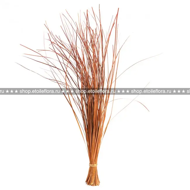 БЕАР ГРАС BEA/0505 оранжевый: купить стабилизированное травянистое растениев интернет-магазине ЭтуальФлора